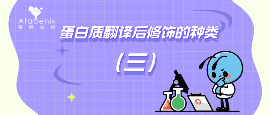 蛋白質(zhì)翻譯后修飾的種類與生物學(xué)意義（三）