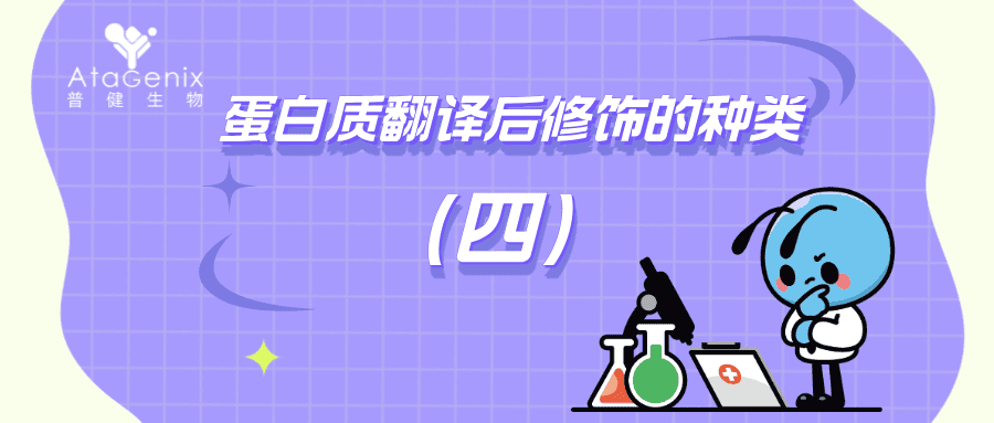 蛋白質(zhì)翻譯后修飾的種類與生物學意義（四）
