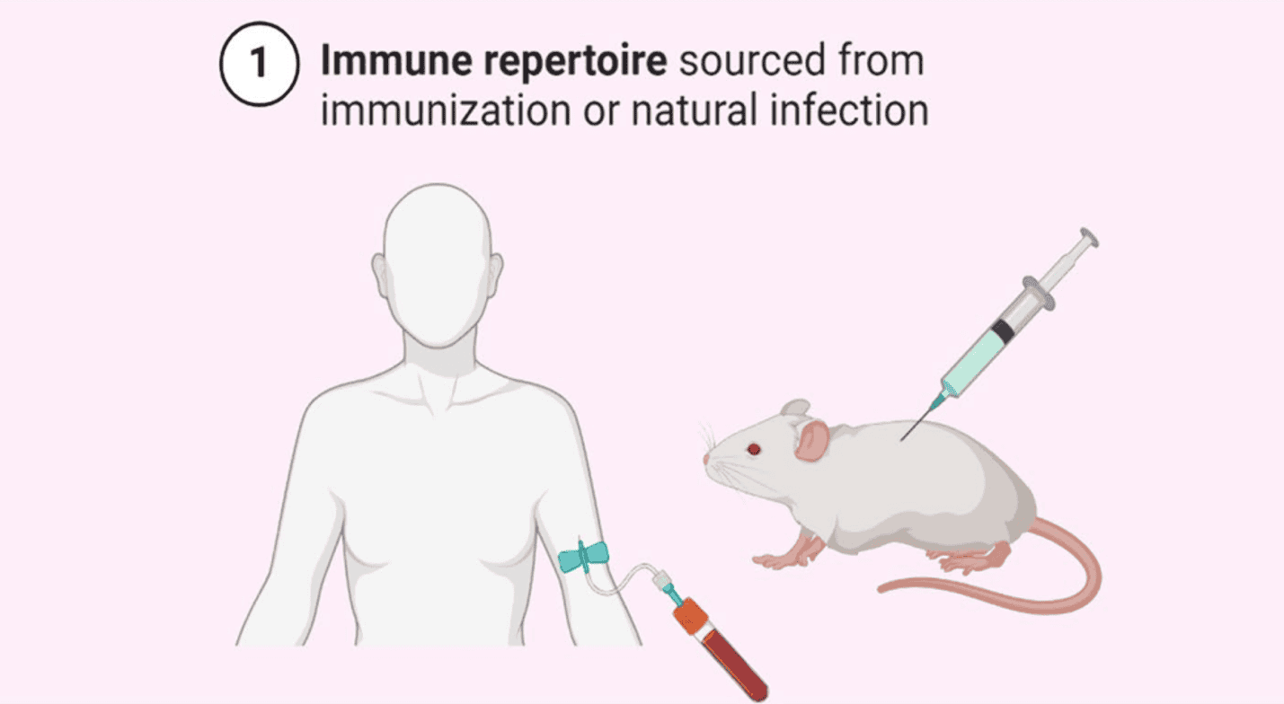 細說單克隆抗體篩選技術(shù)在傳染病治療中的潛力