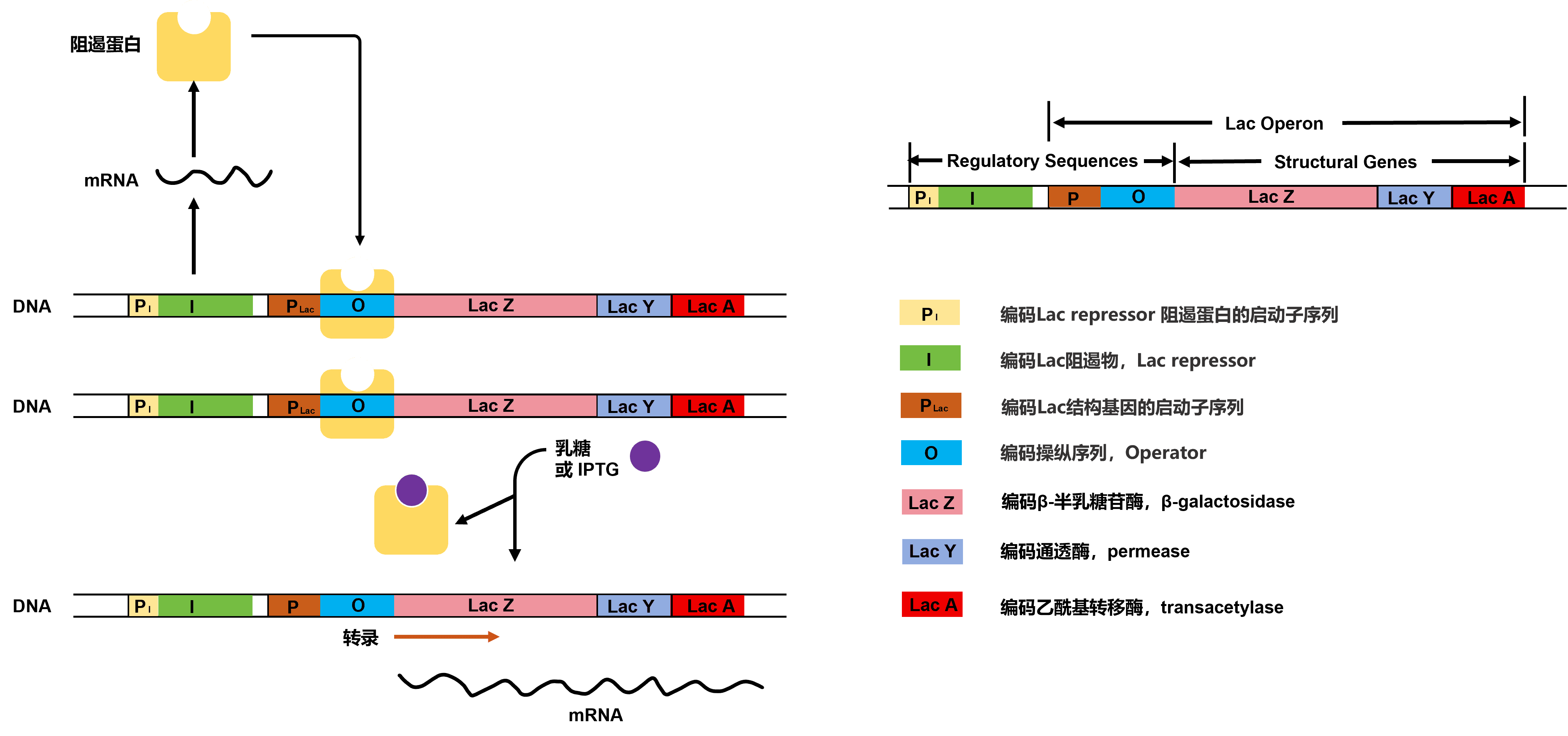 【原核表達系統(tǒng)純化蛋白全攻略】科研人必備！