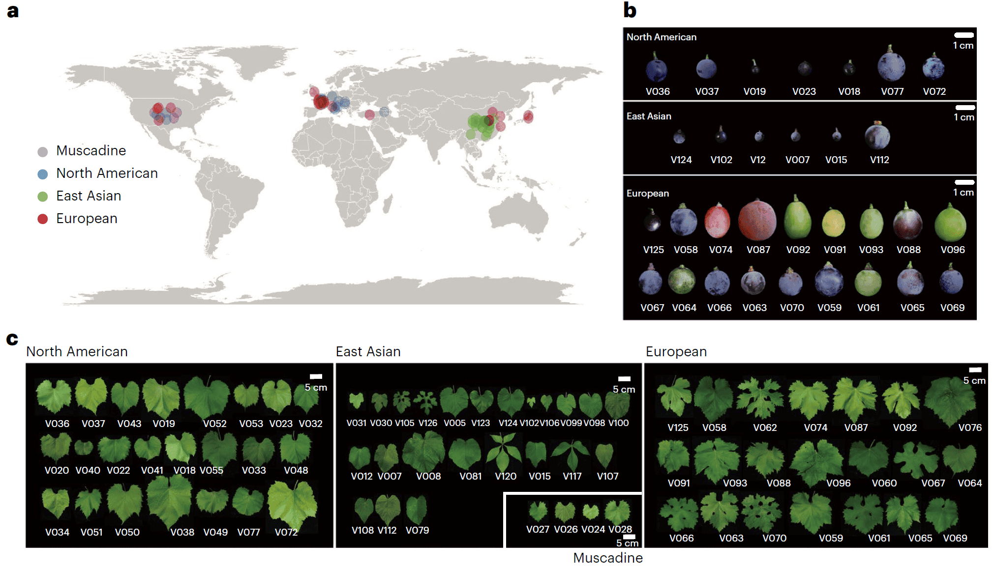 IF=31.7分！普健生物CENH3 CHIP級(jí)抗體助力葡萄超級(jí)泛基因組解析與抗病基因挖掘