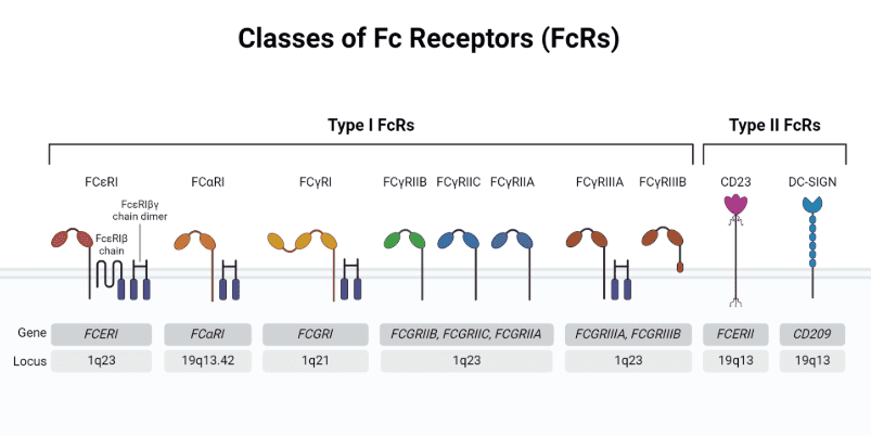 抗體結(jié)構(gòu)與功能機制：從識別到效應(yīng)的全流程解析（Fab區(qū)&Fc區(qū)）