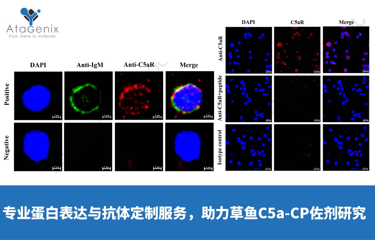 AtaGenix專業(yè)蛋白表達(dá)與抗體定制服務(wù)，助力草魚C5a-CP佐劑研究