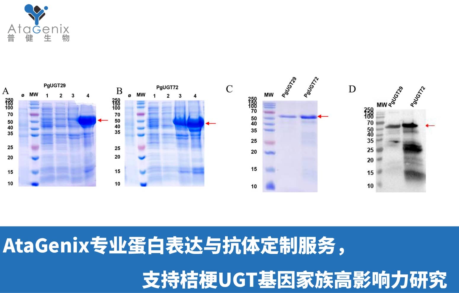 AtaGenix專業(yè)蛋白表達(dá)與抗體定制服務(wù)，支持桔梗UGT基因家族高影響力研究
