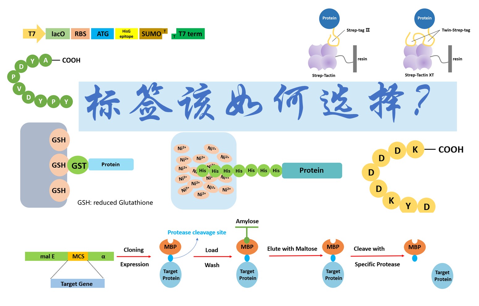 【普健生物知識百科】做蛋白表達別亂加標簽！不同標簽的優(yōu)劣和用途一次講清楚