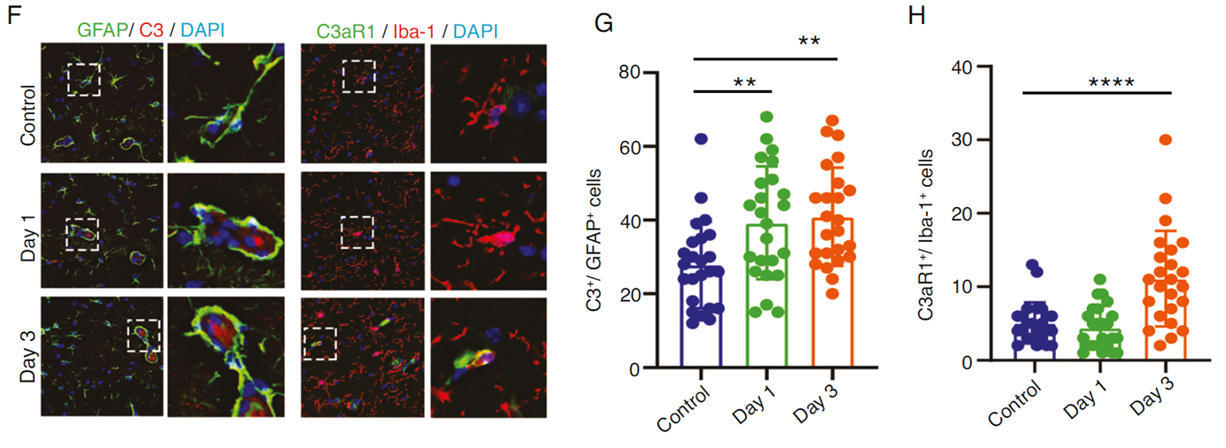 術(shù)后早期C3/C3aR通路介導(dǎo)的星形膠質(zhì)細(xì)胞與小膠質(zhì)細(xì)胞協(xié)同激活