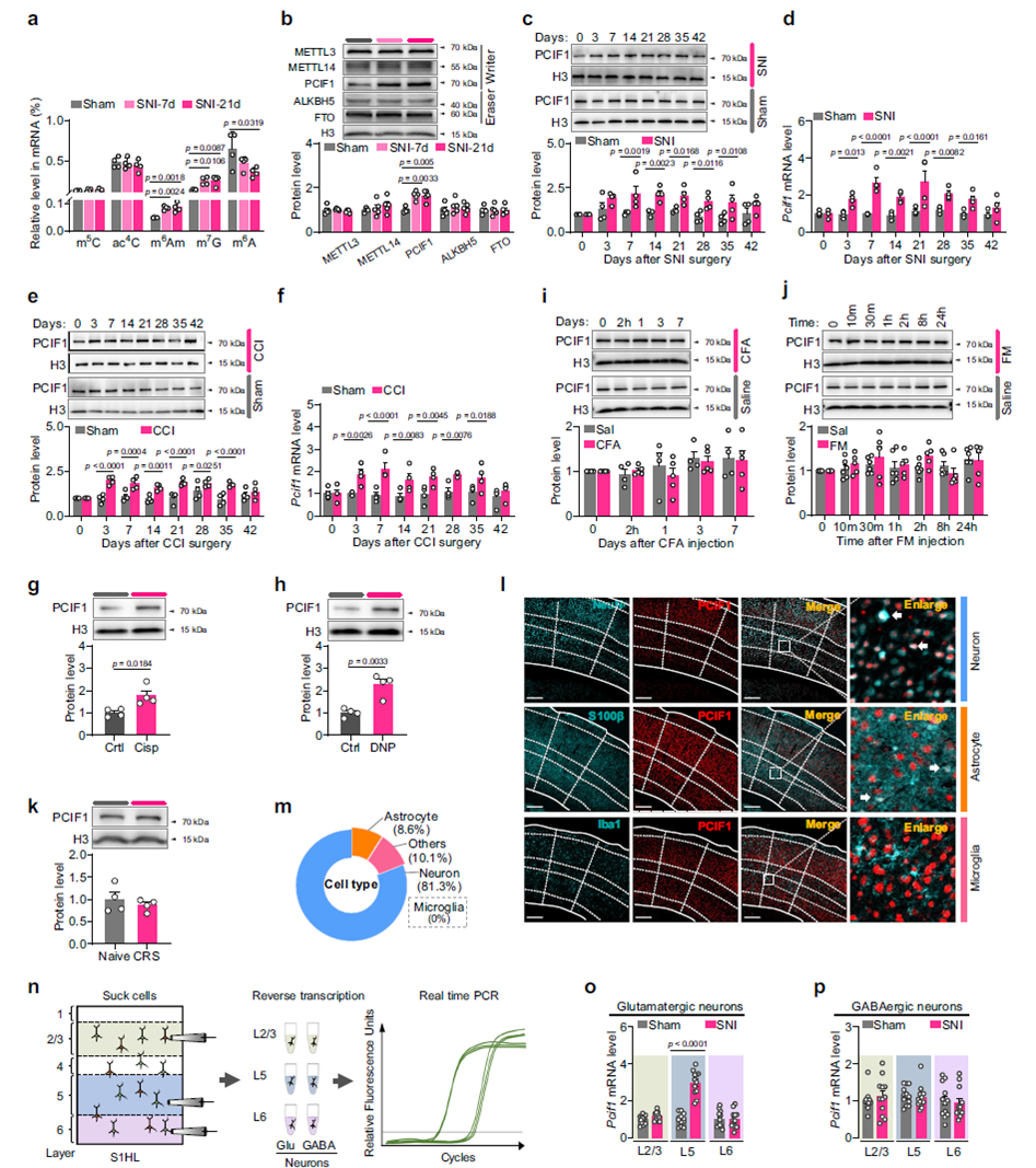 神經(jīng)病痛導致S1HL中m6Am和PCIF1蛋白水平升高